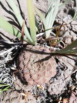 Image of Viola congesta Gillies ex Hook. & Arn.