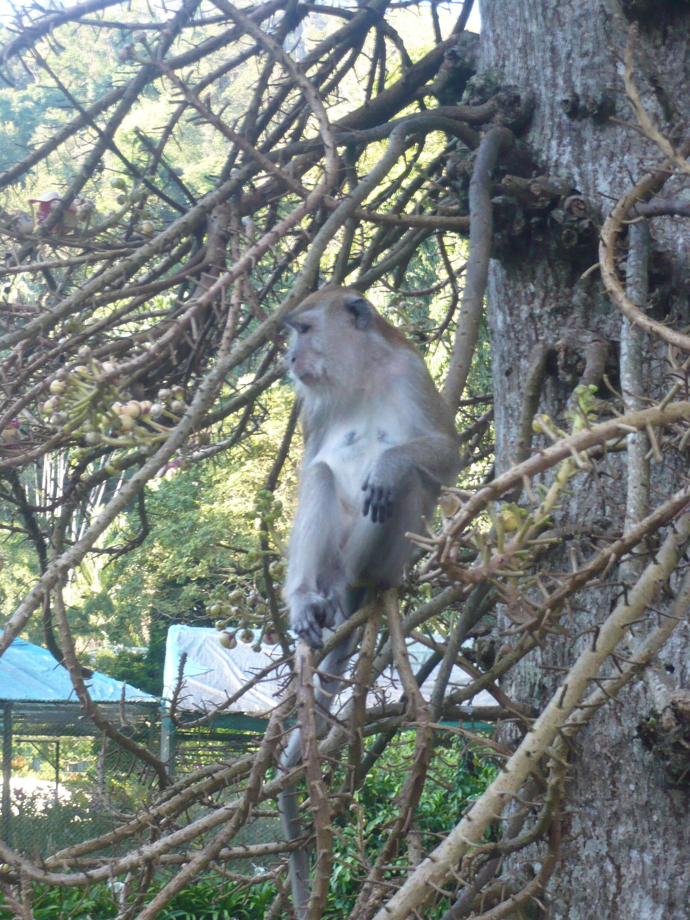 Image of Long-tailed Macaque