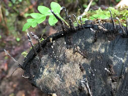 Imagem de Xylaria hypoxylon (L.) Grev. 1824