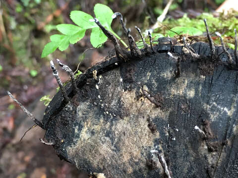 Image of Candle-snuff Fungus