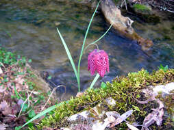 Image of Lazarus bell