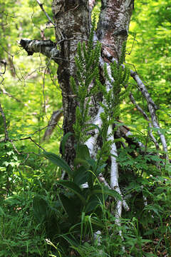 Image of Veratrum grandiflorum (Maxim. ex Miq.) O. Loes.