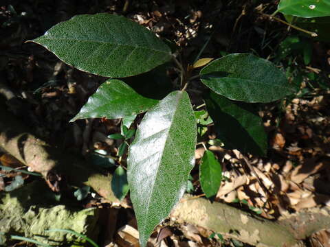 Imagem de Croton cascarilloides Raeusch.