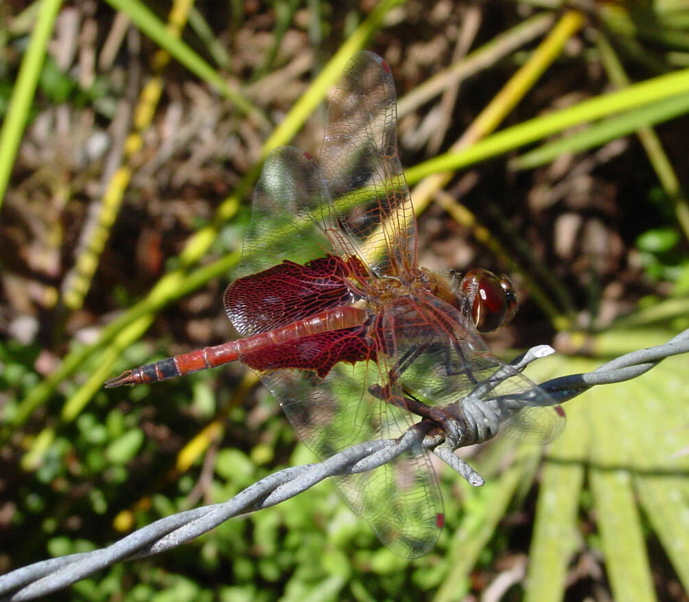 Tramea carolina (Linnaeus 1763) resmi