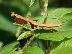 Image of Polyspilota comorana Giglio-Tos 1911