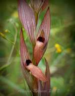 Image of Long-lipped Serapias