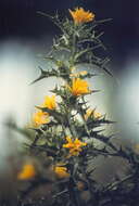 Image of Spanish oyster thistle