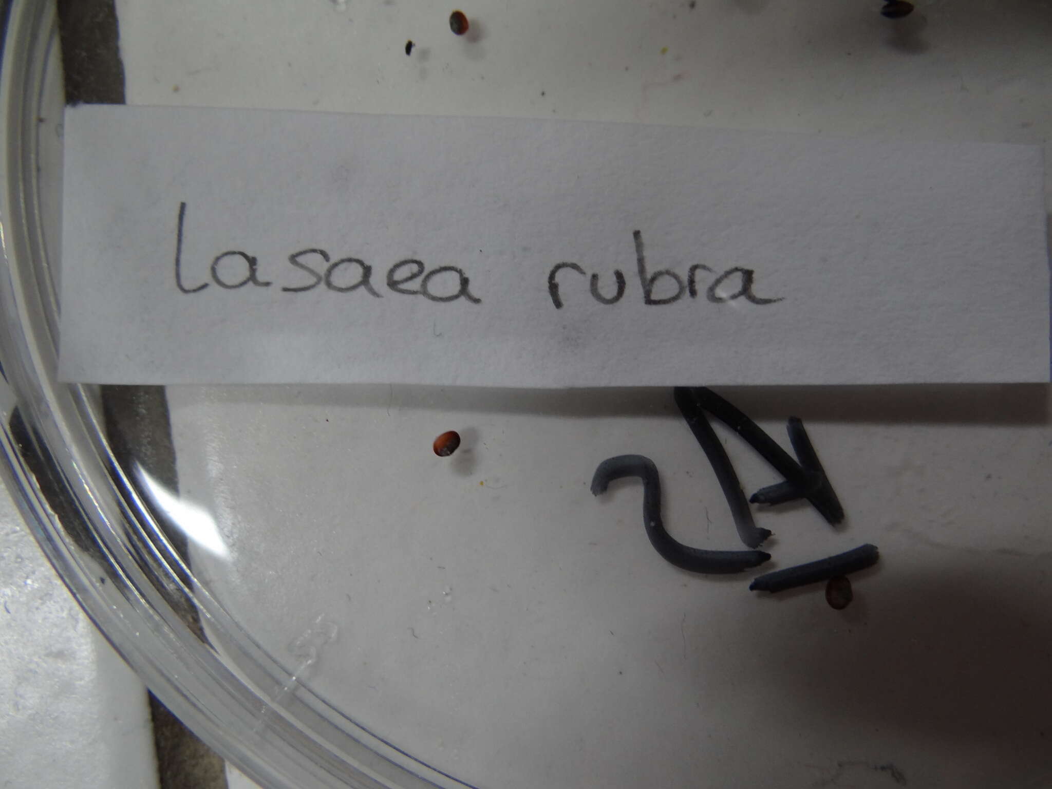 Image of Lasaea rubra (Montagu 1803)