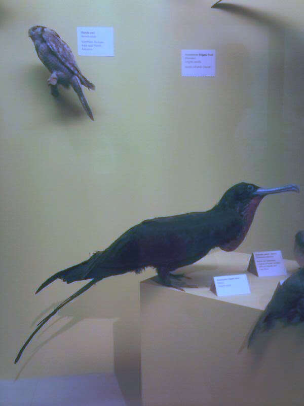 Image of Ascension Frigatebird