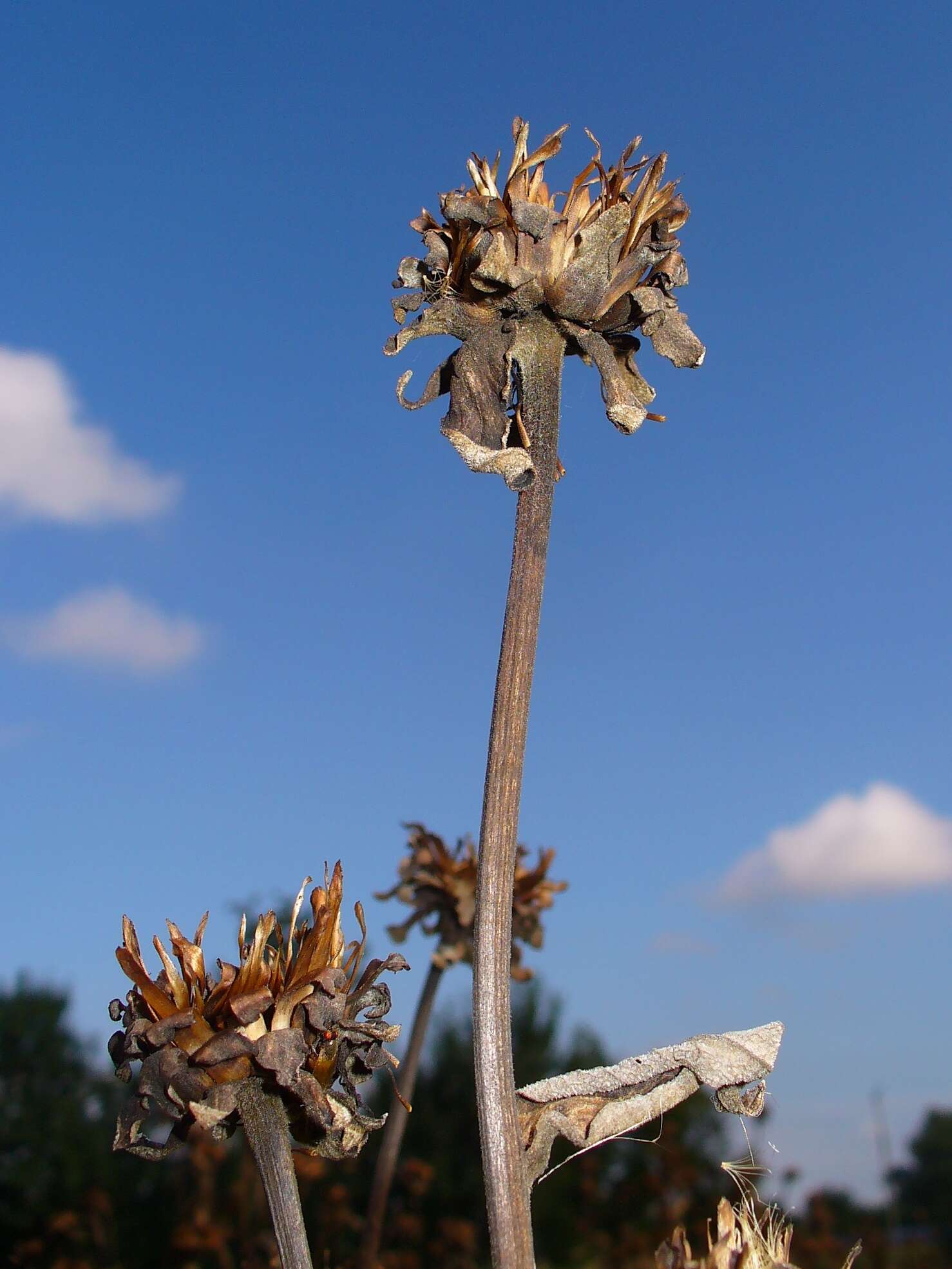 Inula helenium L. resmi