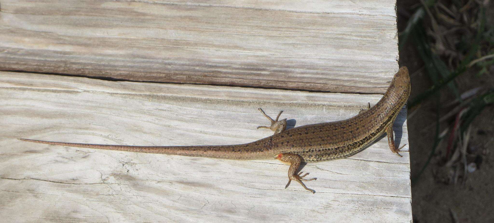 Image of Trachylepis depressa (Peters 1854)