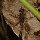 Ammophila clavus (Fabricius 1775) resmi