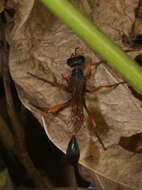 Ammophila clavus (Fabricius 1775) resmi