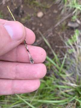 Image of Nuttall's Quillwort