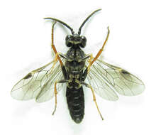 Image of Curled rose sawfly