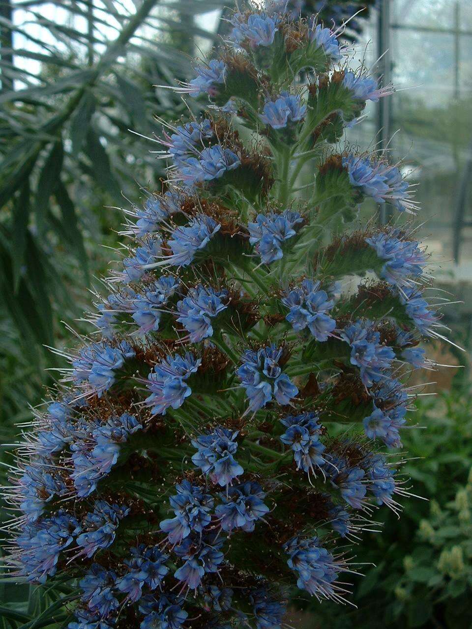 Plancia ëd Echium pininana Webb & Berth.