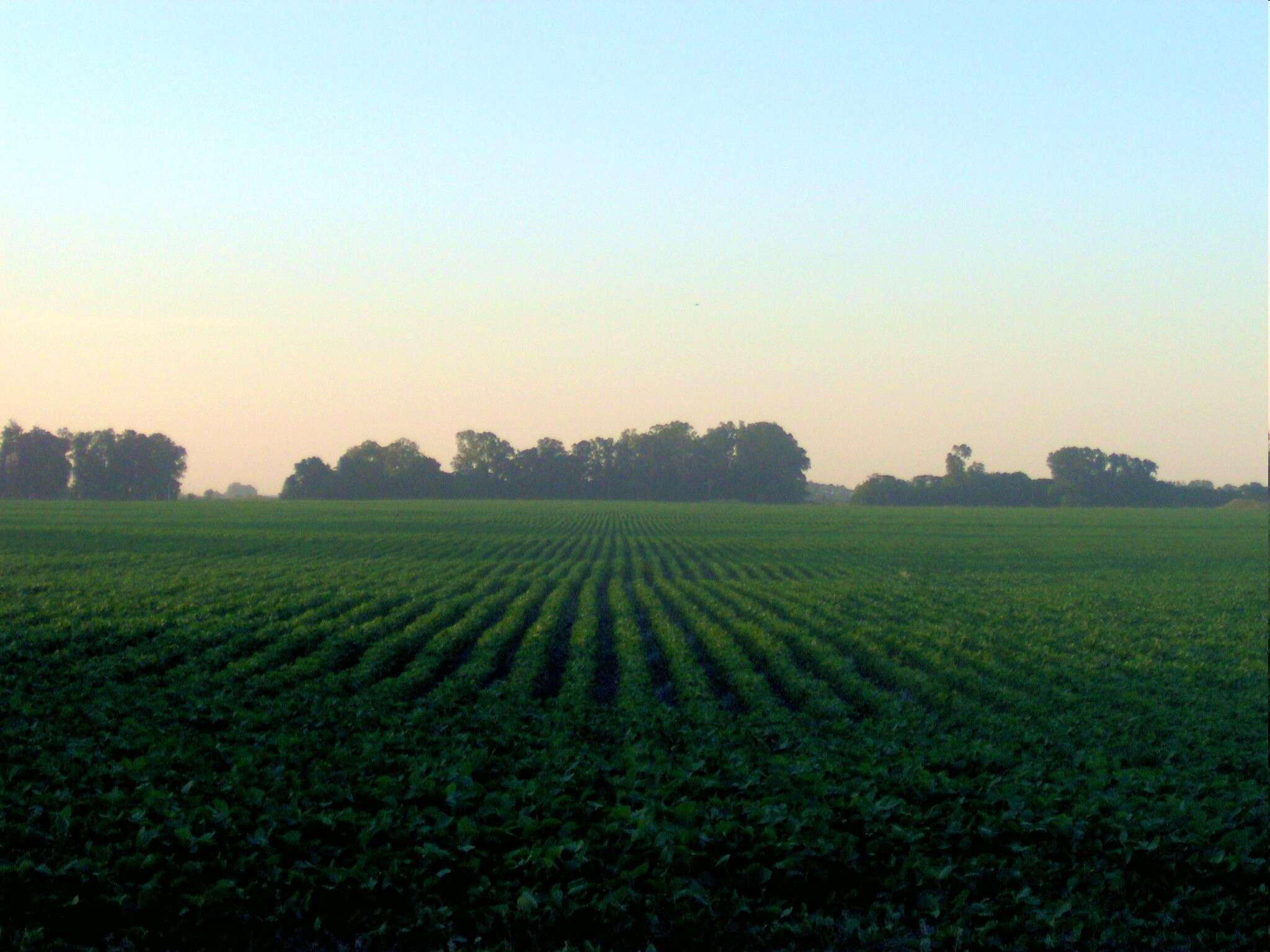 Image of soybean