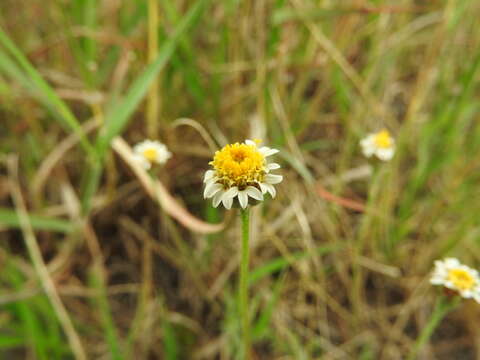 Image of Tridax coronopifolia (Kunth) Hemsl.