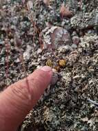 Image of Haworthia chloracantha var. denticulifera (Poelln.) M. B. Bayer