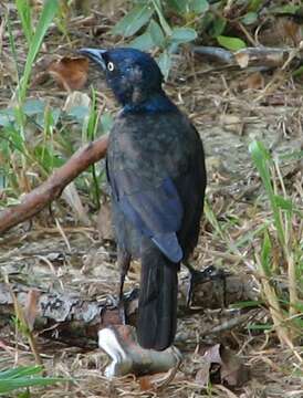 Image of Common Grackle