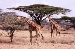 Image of reticulated giraffe