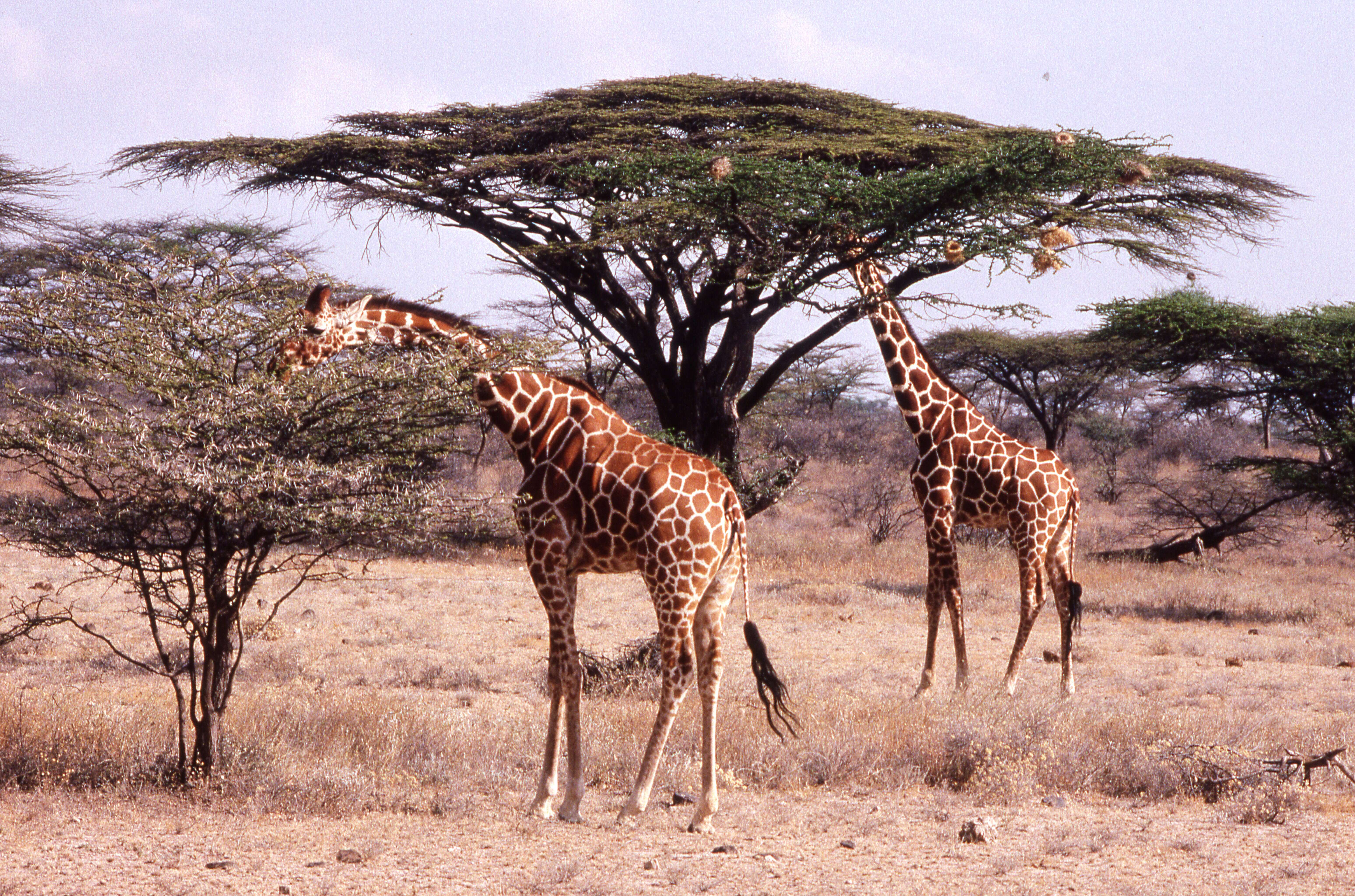 Image of reticulated giraffe