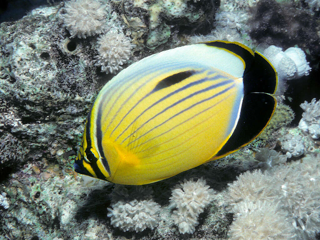 Image of Blacktail Butterflyfish