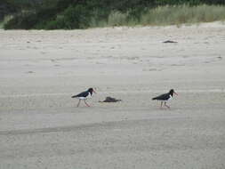 Image of Australian Pied Oystercatcher