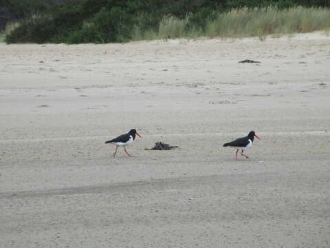 Image of Australian Pied Oystercatcher