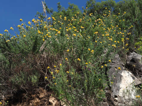 Plancia ëd Anthyllis polycephala Desf.