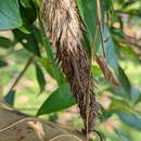 Image de Metura aristocosma (Lower 1908) Beaver 2020