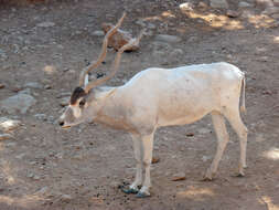 Image of Addax