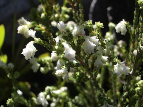 Image of Erica fimbriata Andr.