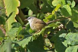 Image of Hill Prinia