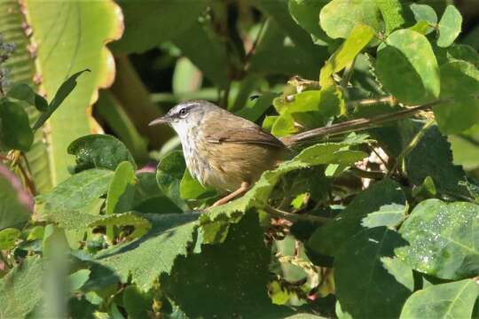 Image of Hill Prinia