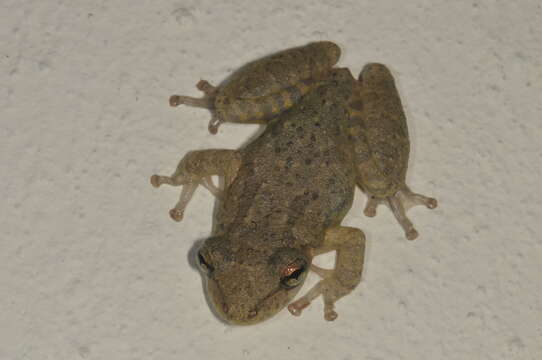 Image of Venezuela Snouted Treefrog