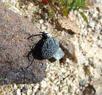 Image of Desert Spider Beetles