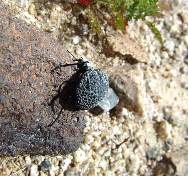 Image of Desert Spider Beetles