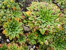 Image of Plantago triantha Spreng.