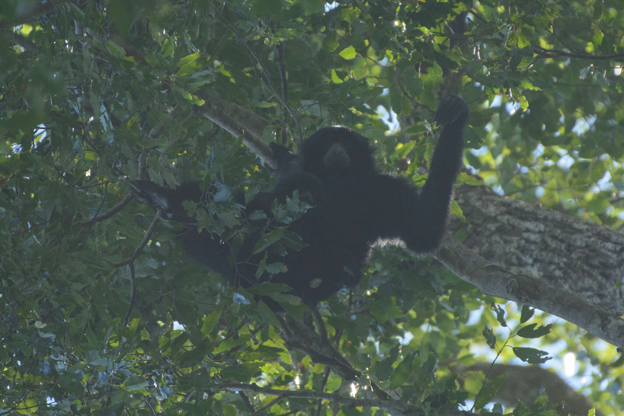 Image of siamang