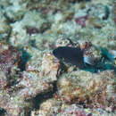 Image of Damselfish