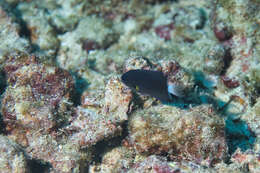 Слика од Pycnochromis leucurus (Gilbert 1905)