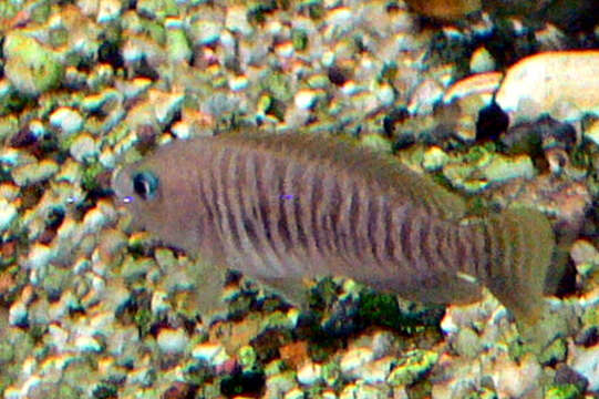 Image of Lamprologus Multifasciatus