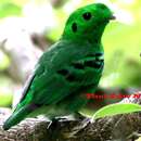 Image of Asian Green Broadbill