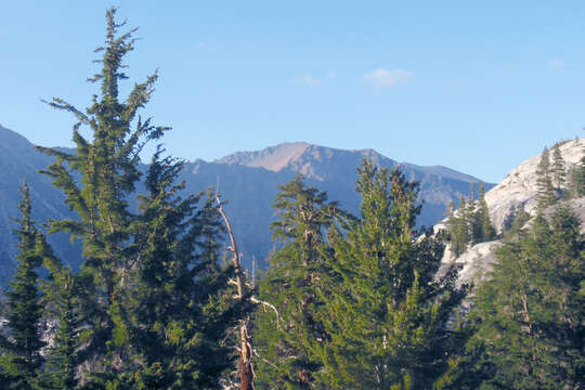 Image of western white pine