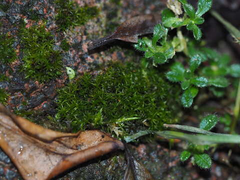 Image of rigid didymodon moss