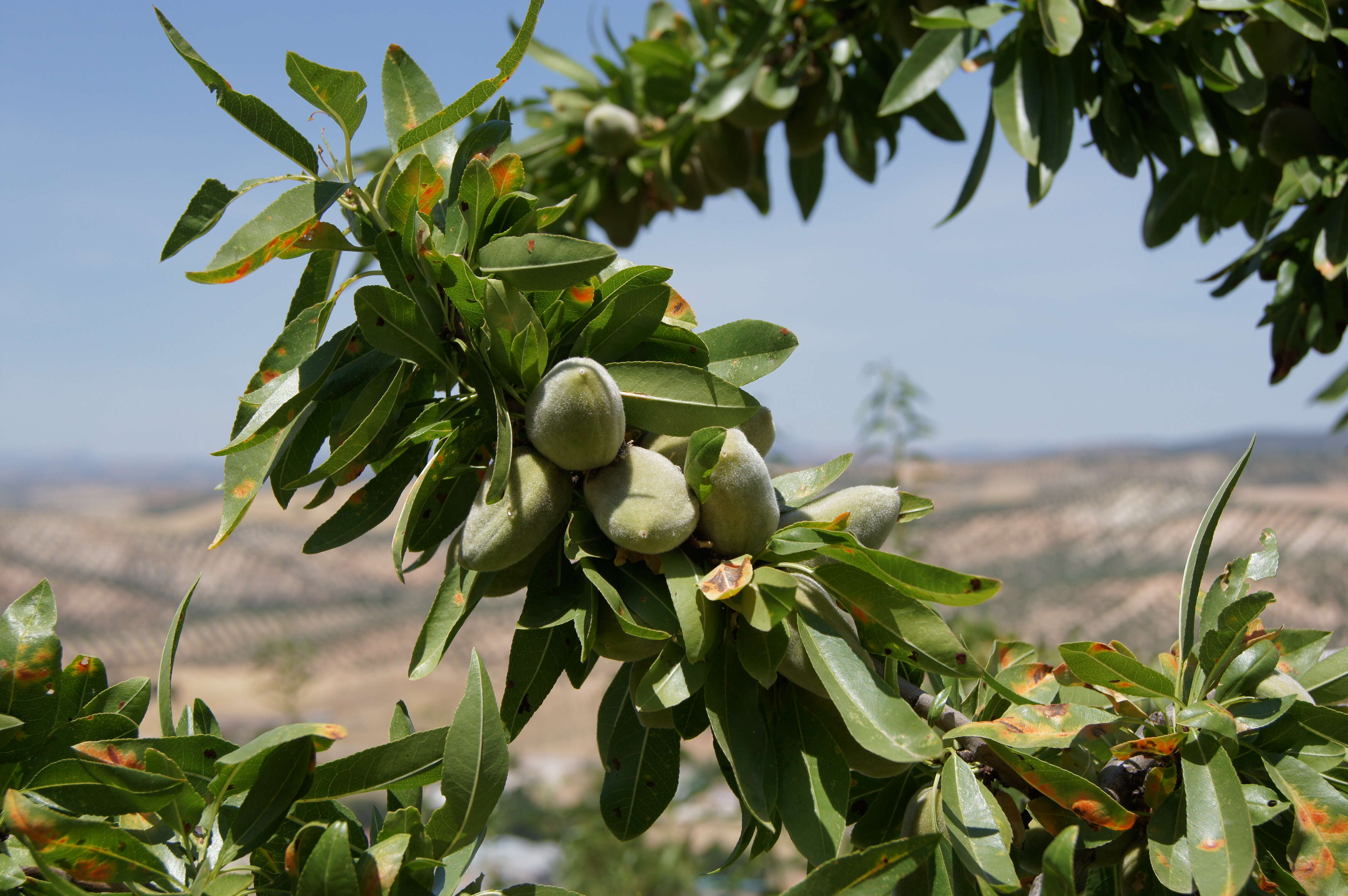 Image of flowering almond