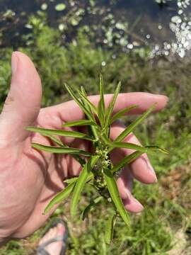 Proserpinaca palustris var. crebra Fern. & Grisc. resmi