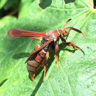 Слика од Vitacea scepsiformis (Edwards 1881)