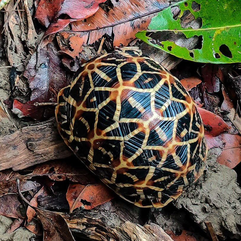 Image of Typical Tortoises